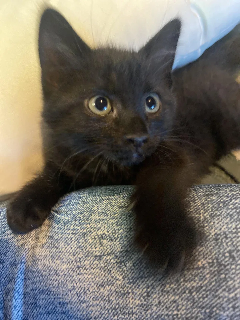 A baby medium-sized male Domestic Medium Hair cat named Scooter Moon Night for adoption in Hillsboro, OR