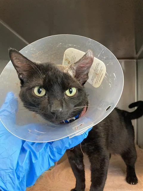 An adult medium-sized male Domestic Short Hair cat named Midnight for adoption in Long Beach, CA