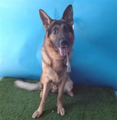 A young large-sized male German Shepherd Dog dog named Dakota for adoption in Agoura, CA