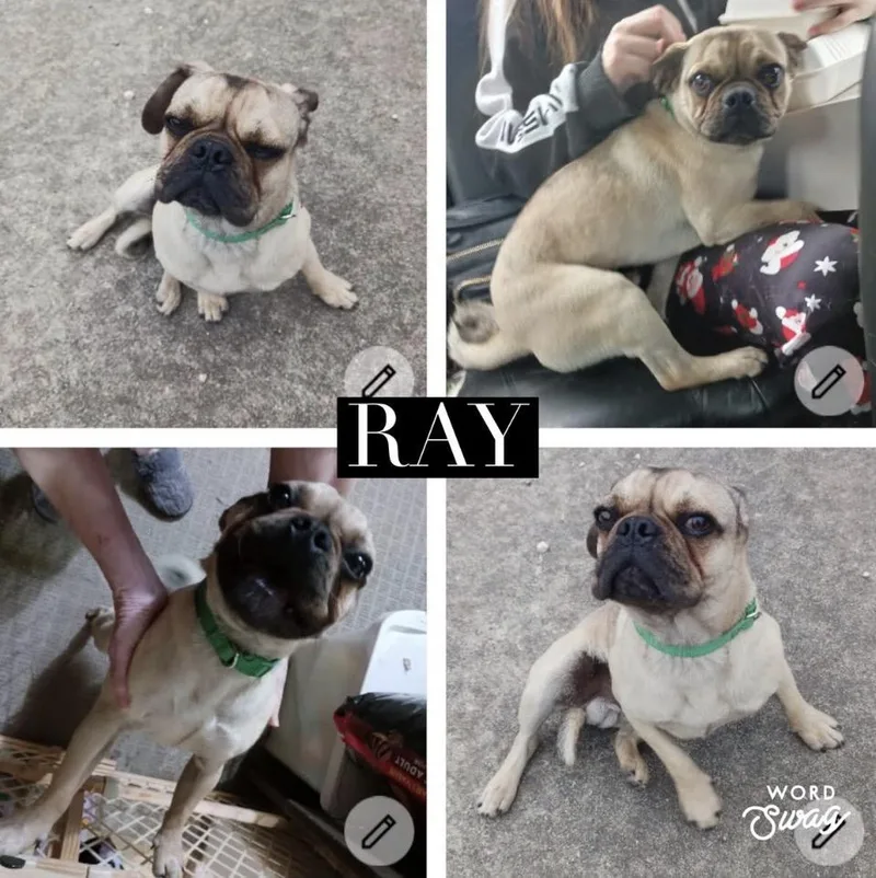 Ray