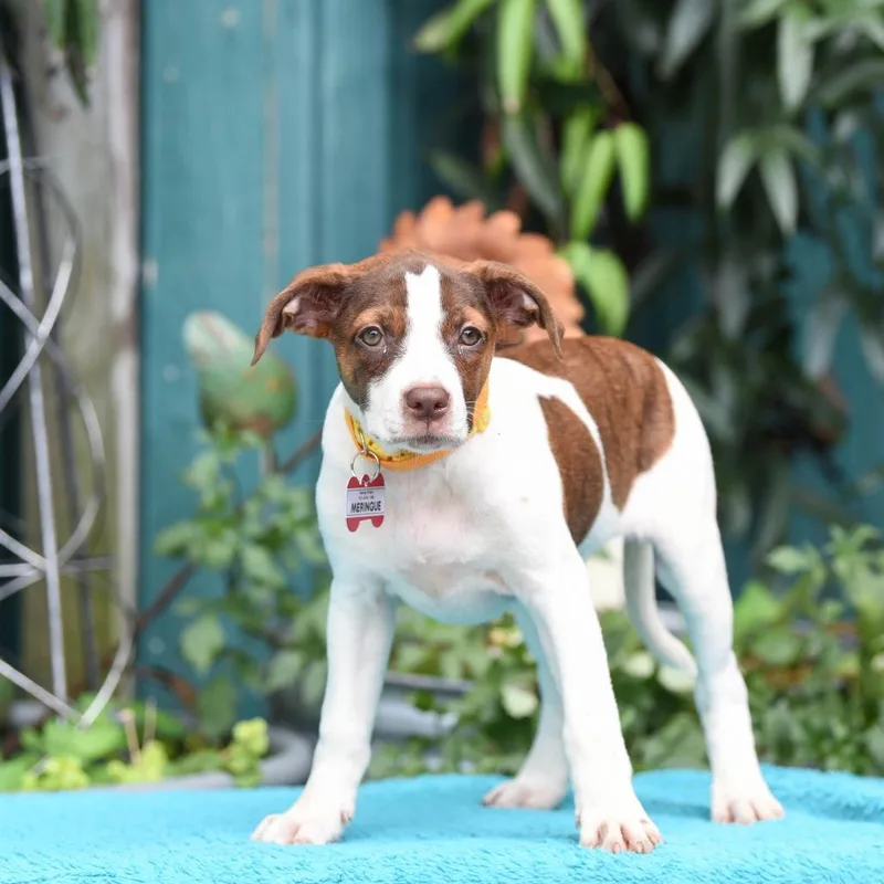 A baby small-sized female White / Cream Hound dog named Meringue for adoption in Wake Forest, NC