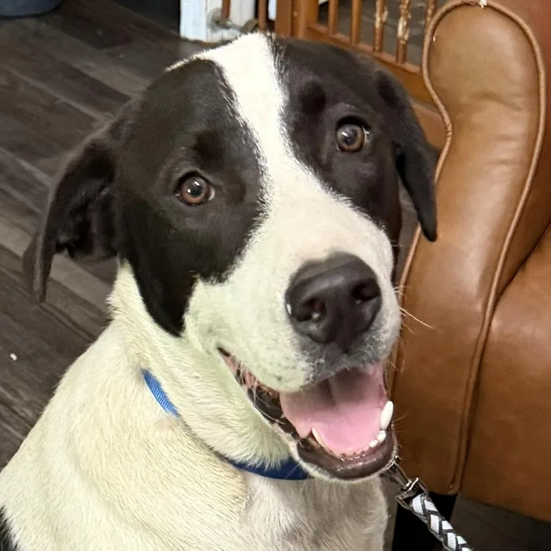 A baby large-sized male Black Labrador Retriever dog named Bandit Ruffman for adoption in Andover, MA