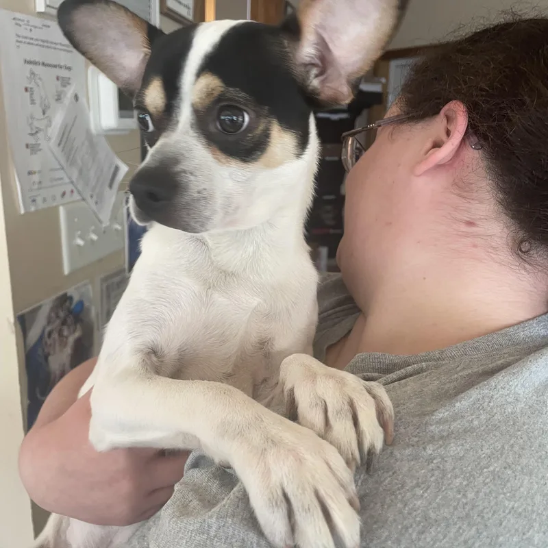 A baby small-sized male Black Rat Terrier dog named Obie for adoption in Heathsville, VA