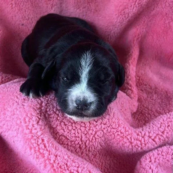 Ghita  Pup