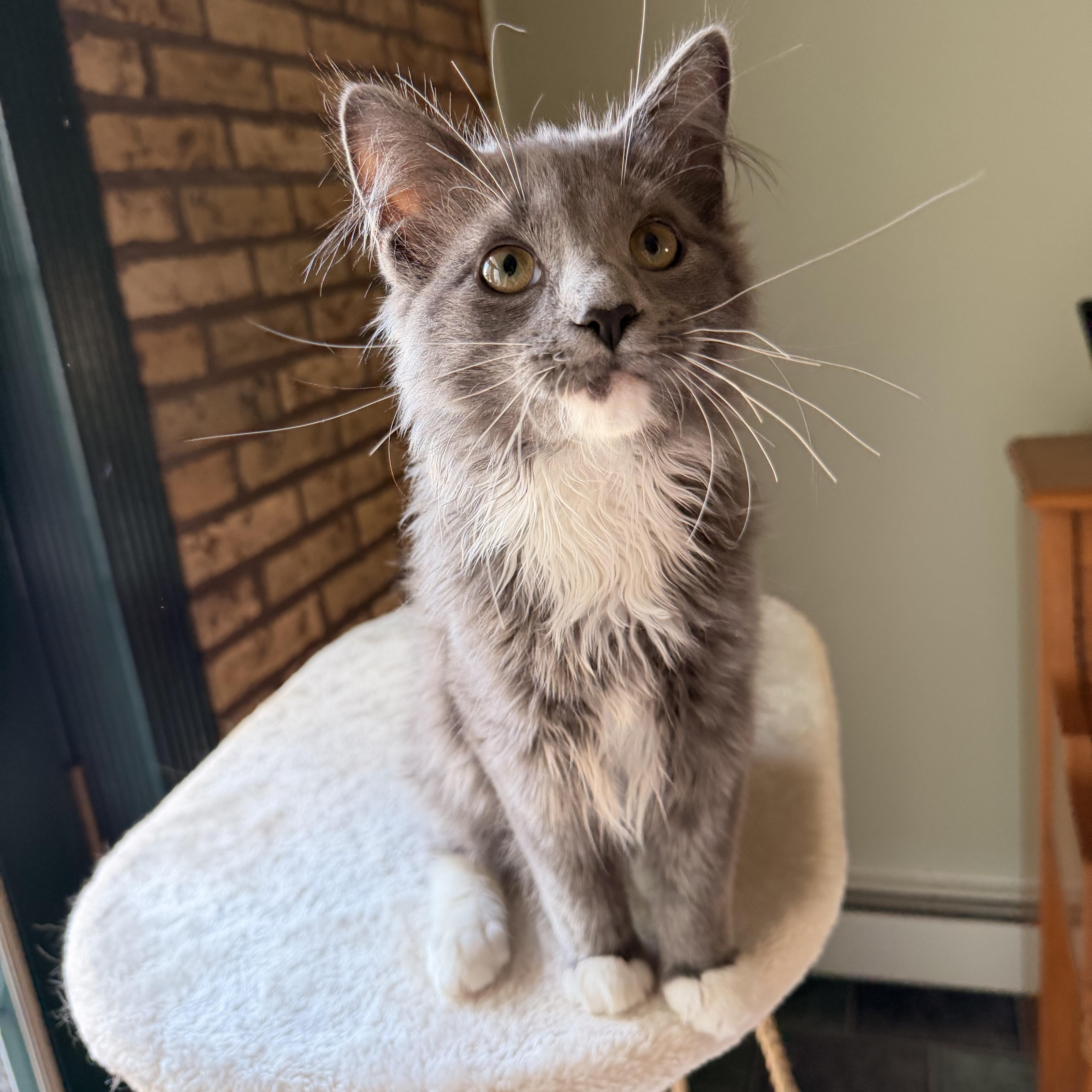 A baby medium-sized male Gray & White Domestic Medium Hair cat named Kevin the Sea Cucumber for adoption in Scranton, PA