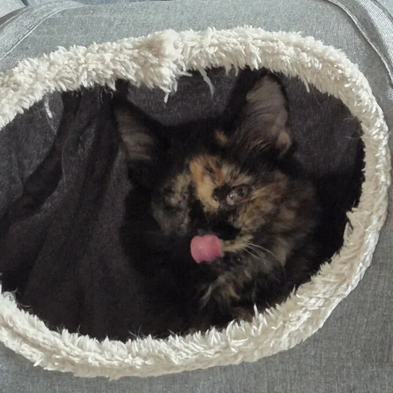 A baby small-sized female Tortoiseshell Domestic Long Hair cat named Tinkerbell for adoption in Stoughton, WI