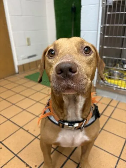 An adult medium-sized male American Staffordshire Terrier dog named Scooby Doo for adoption in Gainesville, FL