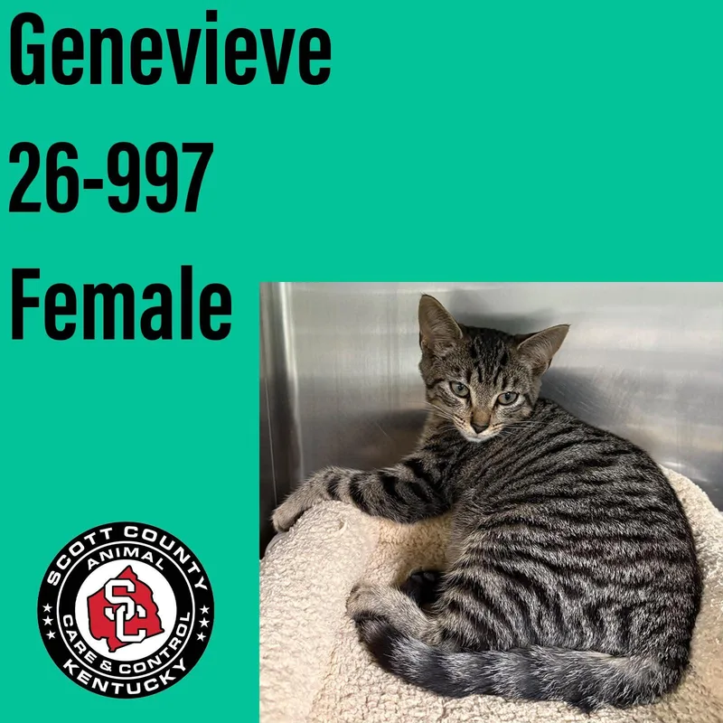 A baby small-sized female Domestic Short Hair cat named Genevieve for adoption in Georgetown, KY