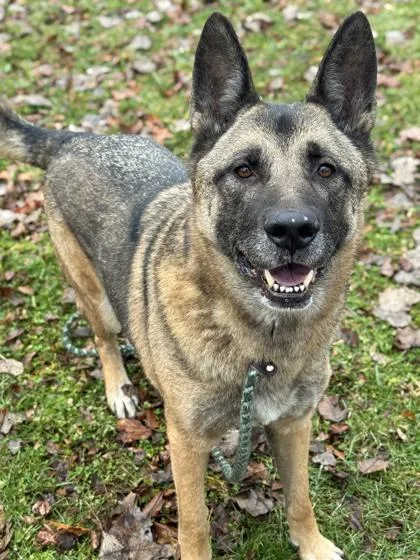 An adult large-sized male Yellow / Tan / Blond / Fawn German Shepherd Dog dog named Appa for adoption in Anderson, IN
