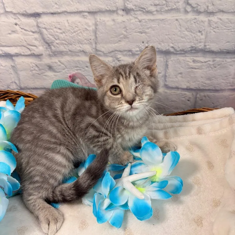 A baby small-sized female Gray / Blue / Silver Domestic Short Hair cat named Persephone for adoption in Harrisonburg, VA