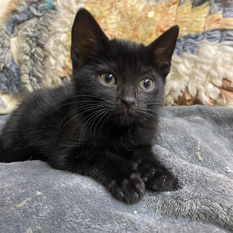 A baby small-sized female Black Domestic Short Hair cat named Cindy for adoption in Atlanta, GA