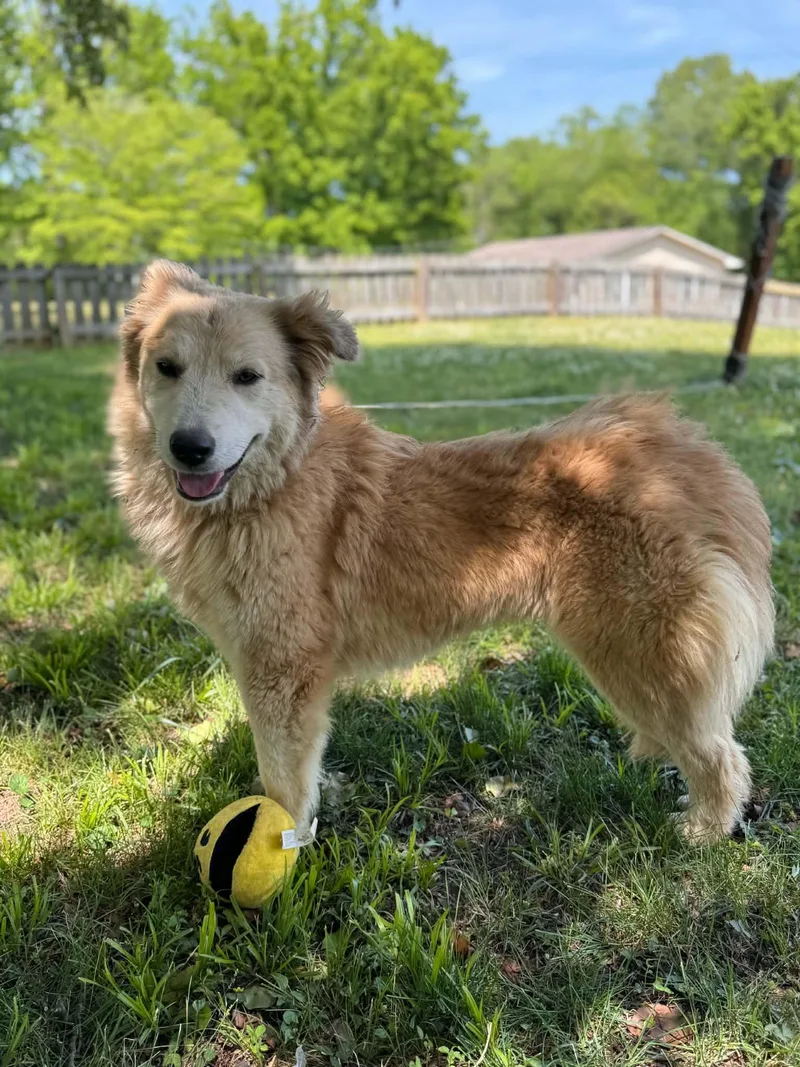 A young large-sized female Yellow / Tan / Blond / Fawn Great Pyrenees dog named Peanut Butter for adoption in Andover, MA