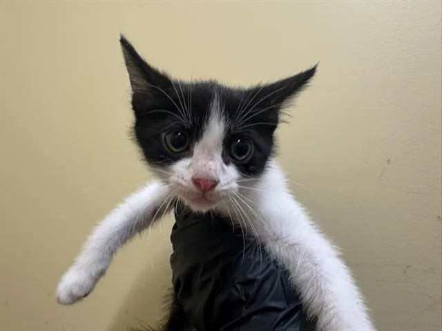 A baby small-sized male Domestic Short Hair cat named Weezer for adoption in Tustin, CA