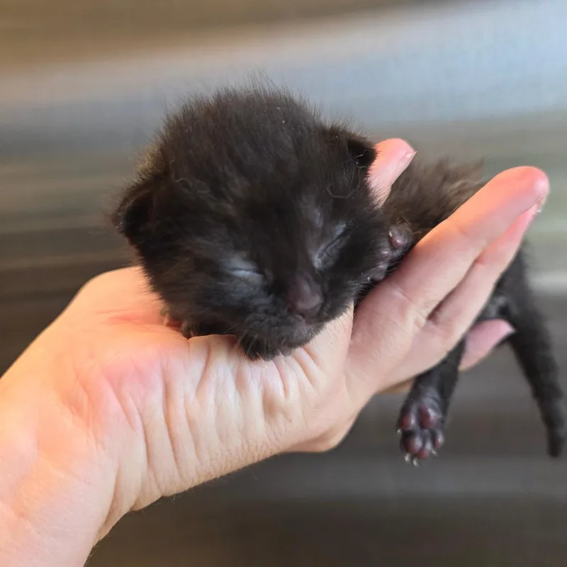 Sadie thumbnail 2