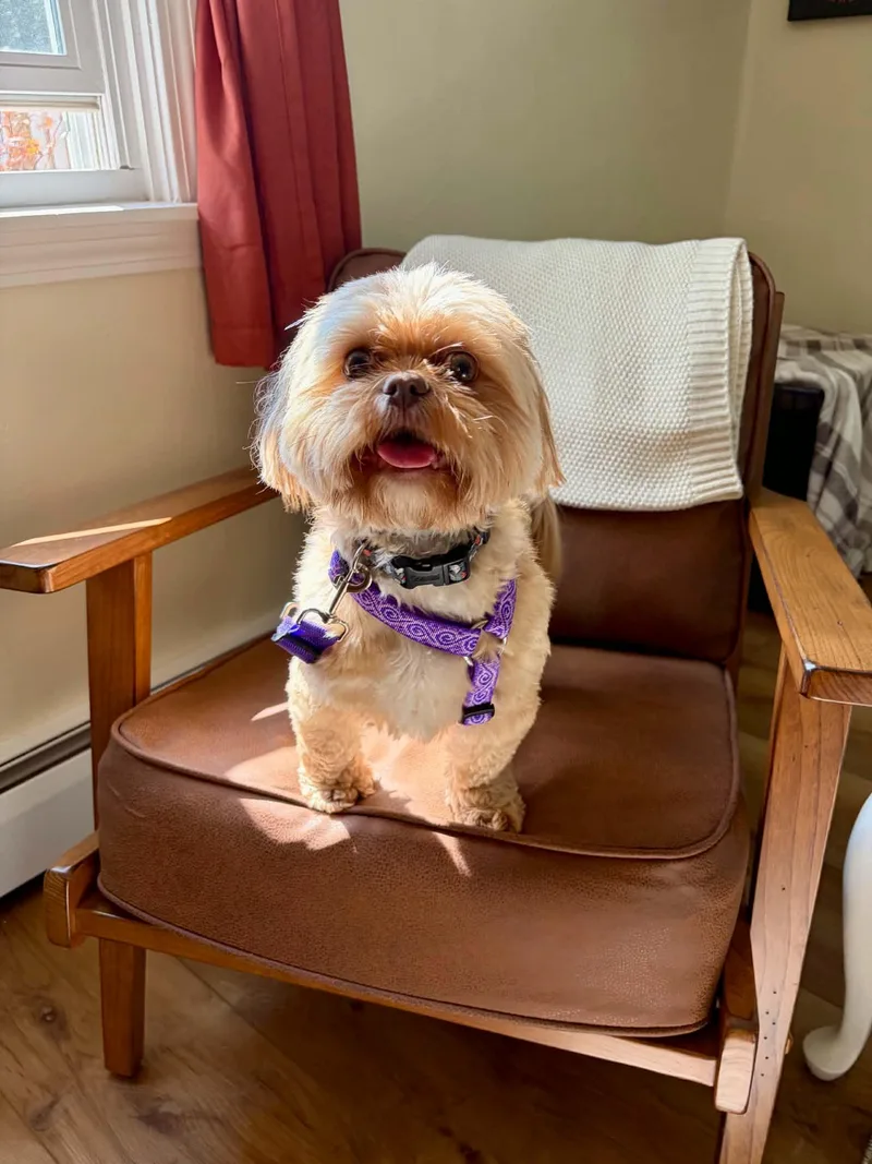 A young small-sized male Yellow / Tan / Blond / Fawn Shih Tzu dog named Buddy for adoption in BONIFAY, FL