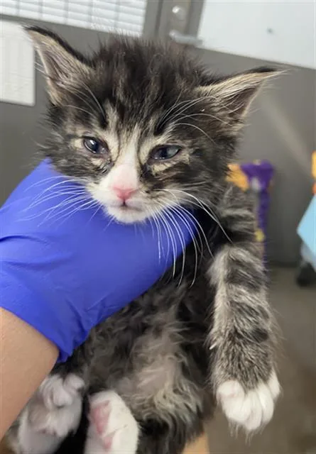 A baby medium-sized male Domestic Medium Hair cat named Dennis for adoption in Dallas, TX