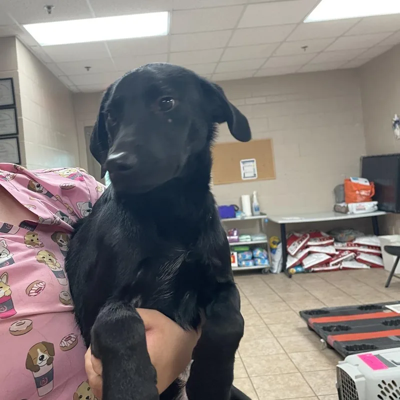 A young medium-sized male Black German Shorthaired Pointer dog named Knight for adoption in Birmingham, AL