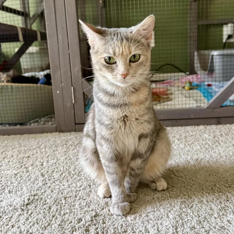 A young medium-sized female Dilute Calico Domestic Short Hair cat named Aurora for adoption in Richmond, VA