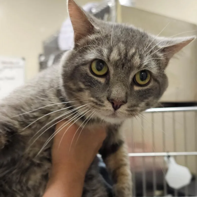 An adult large-sized male Gray / Blue / Silver Domestic Short Hair cat named Ocean for adoption in Elizabeth City, NC
