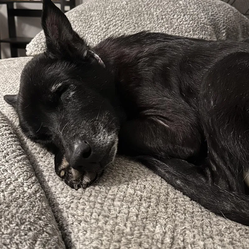 Mrs. Brisby thumbnail 2