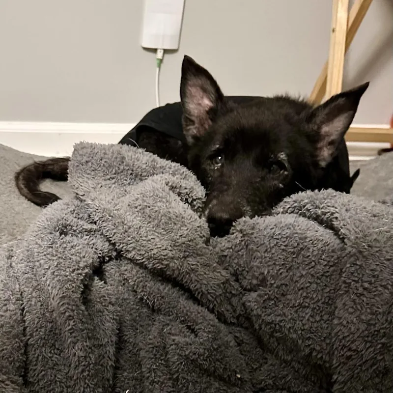 Mrs. Brisby thumbnail 4