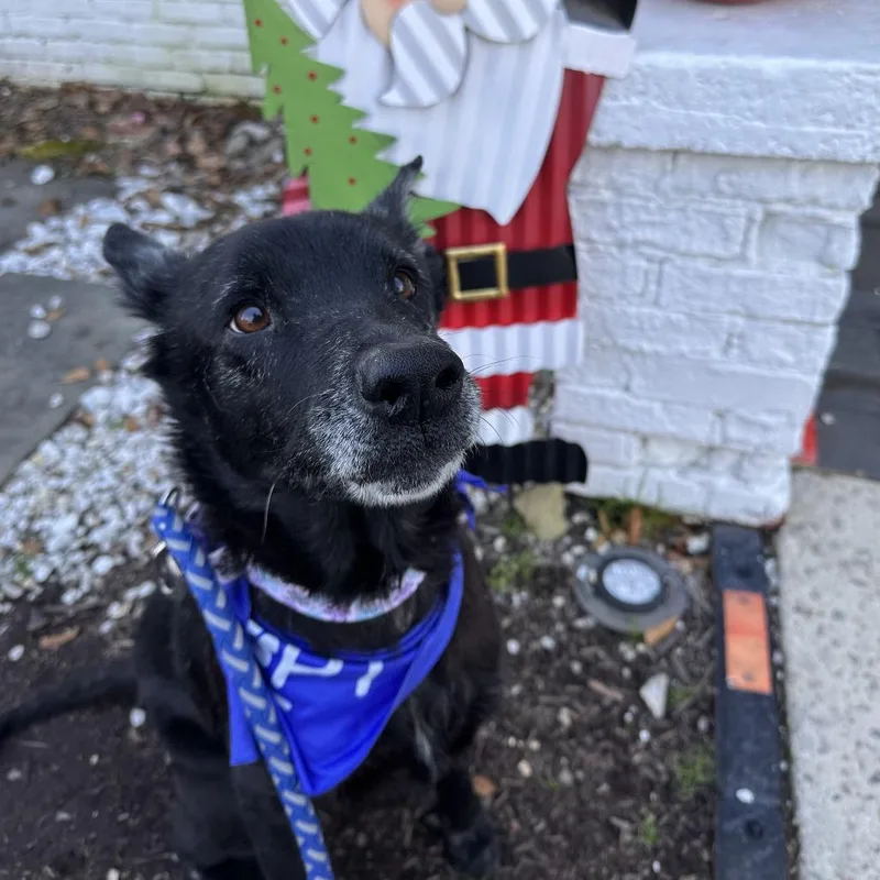 Mrs. Brisby thumbnail 5