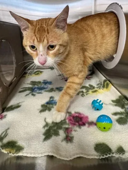 Oliver