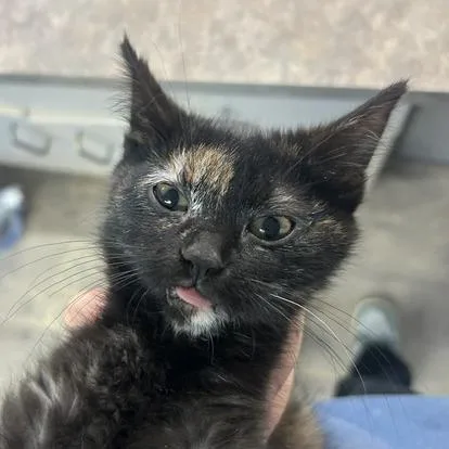 A baby small-sized female Black Domestic Short Hair cat named Corvis for adoption in Durango, CO