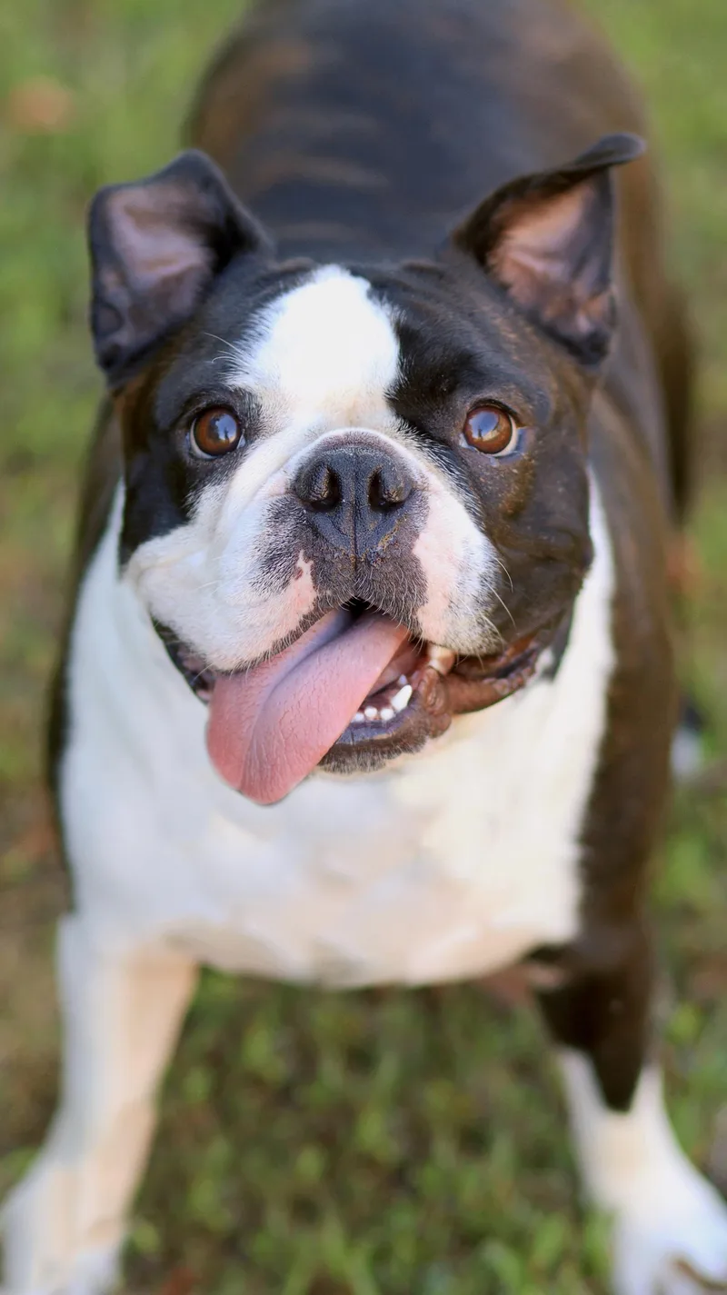 A young medium-sized male Boston Terrier dog named Hank for adoption in Collierville, TN