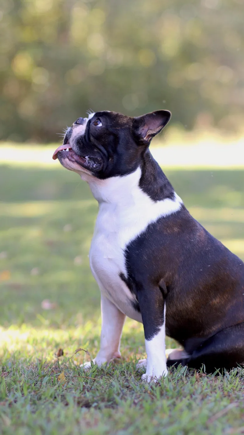 Hank thumbnail 2