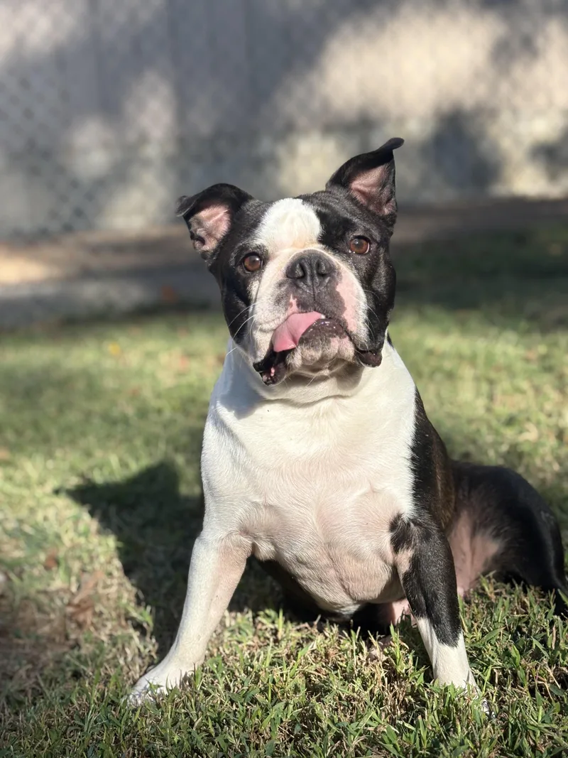 Hank thumbnail 3