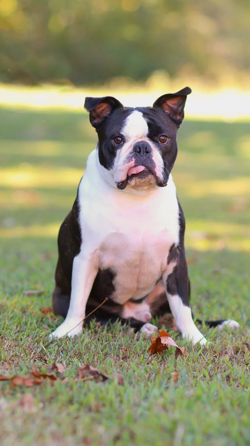 Hank thumbnail 4