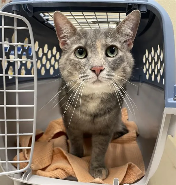 An adult medium-sized female Domestic Short Hair cat named Charm for adoption in Clyde, NC