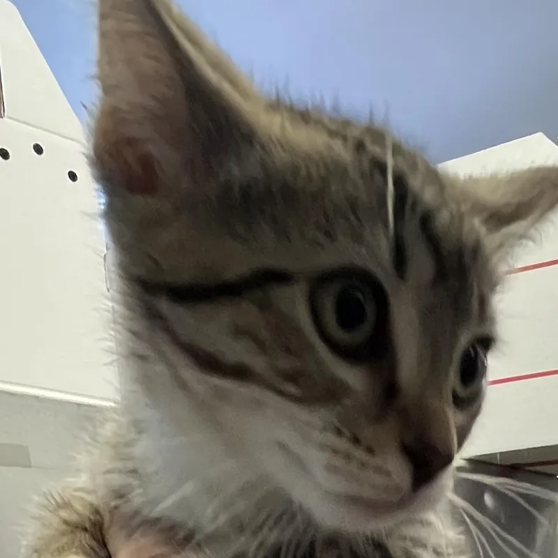 A baby small-sized female Domestic Short Hair cat named Vixen for adoption in Baltimore, MD