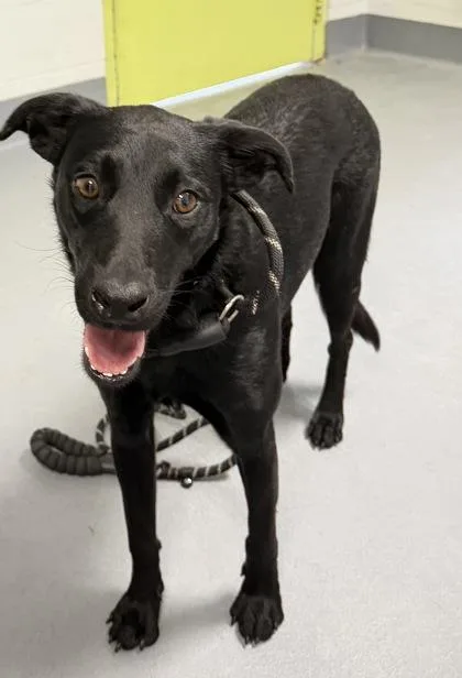 A young medium-sized female Mixed Breed dog named Suri for adoption in Daytona Beach, FL
