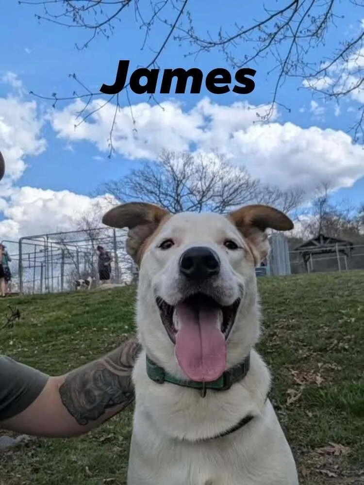 An adult medium-sized male White / Cream Terrier dog named James for adoption in Silver Spring, MD