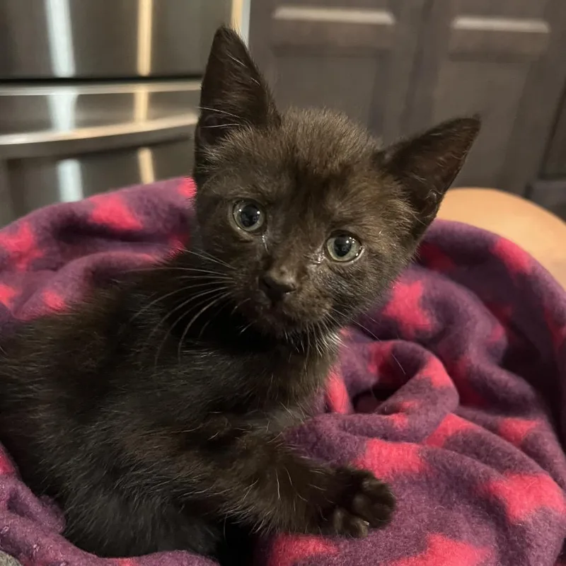 A baby small-sized female Black American Shorthair cat named Tallulah for adoption in Oceanside, NY