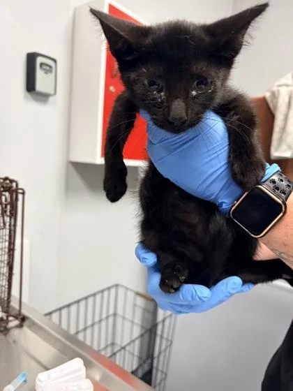 A young small-sized male Domestic Short Hair cat named B Kyle for adoption in North Charleston, SC