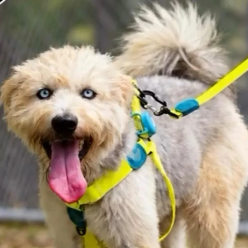 An adult medium-sized male Old English Sheepdog dog named Jacob for adoption in Humacao, PR