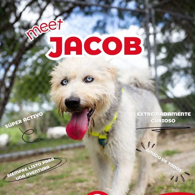 Jacob thumbnail 3