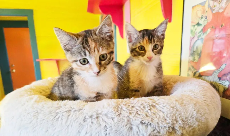 A baby medium-sized female Torbie cat named Blaze for adoption in Alameda, CA