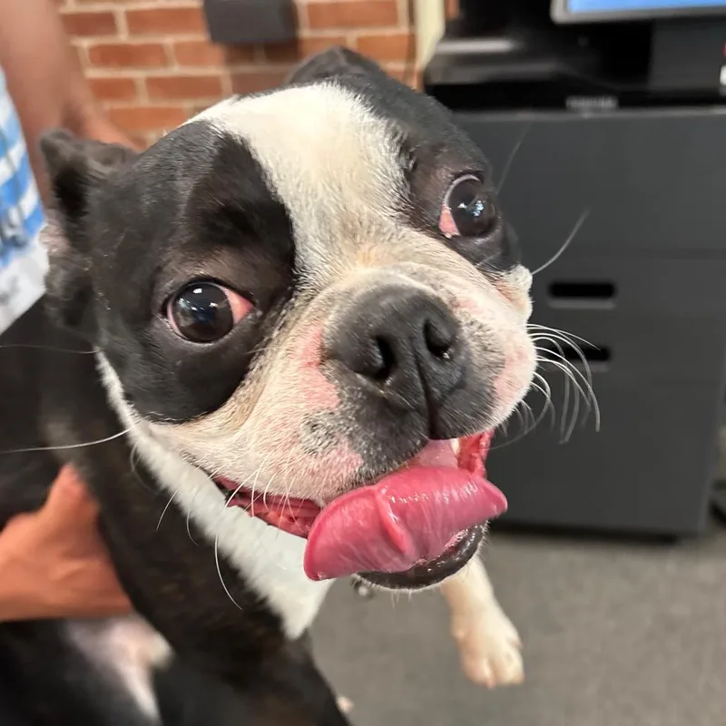 A young small-sized male Mixed Breed dog named Elmer Fudd for adoption in Allentown, PA