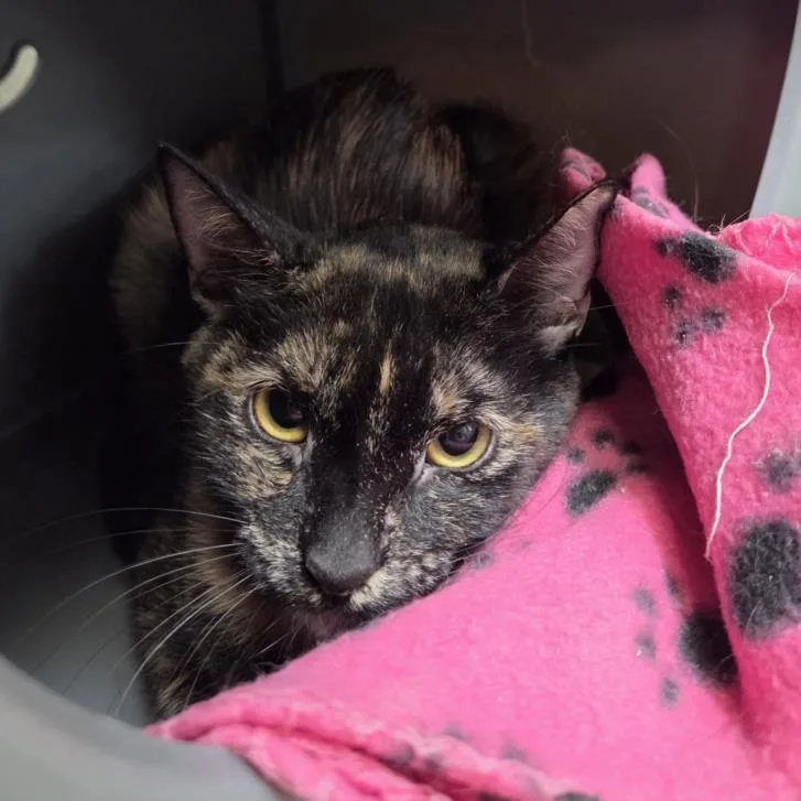 A young large-sized female Domestic Short Hair cat named Casie for adoption in Las Vegas, NV
