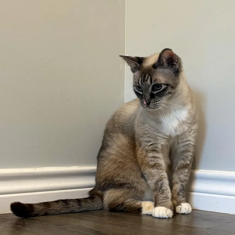 An adult large-sized female Chocolate Point Domestic Short Hair cat named Stella for adoption in Cat Spring, TX