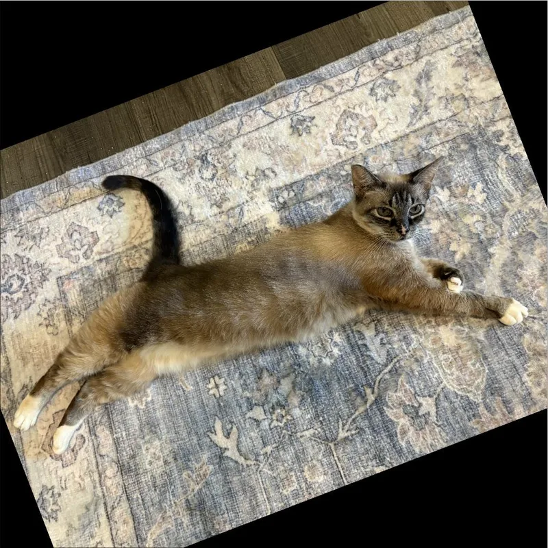 Stella thumbnail 3