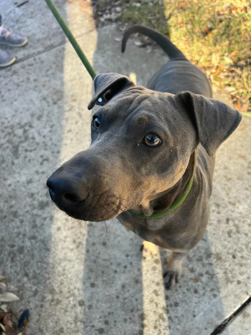 A young medium-sized male Gray / Blue / Silver Blue Lacy dog named Timothy for adoption in Pflugerville, TX