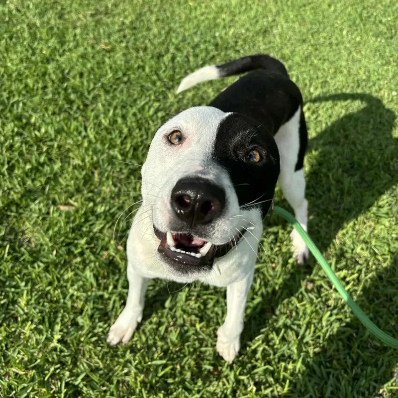 A young medium-sized male Pit Bull Terrier dog named Milo for adoption in Pearland, TX