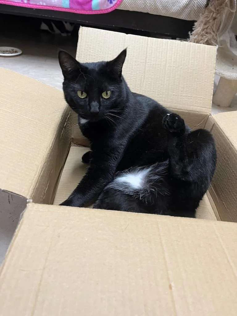 Cruella K thumbnail 3