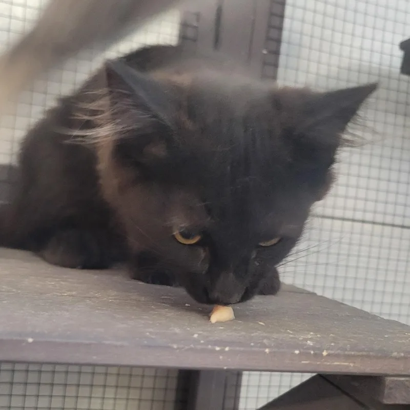 A baby medium-sized female Black Domestic Long Hair cat named Lilly for adoption in Ellensburg, WA
