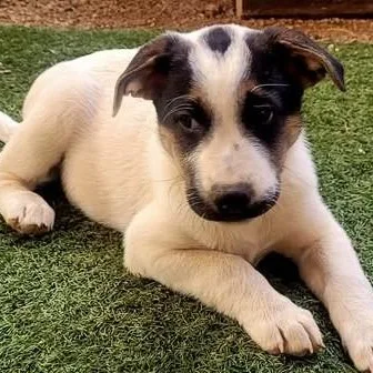 A baby medium-sized female Mixed Breed dog named Pepper for adoption in Chino valley, AZ